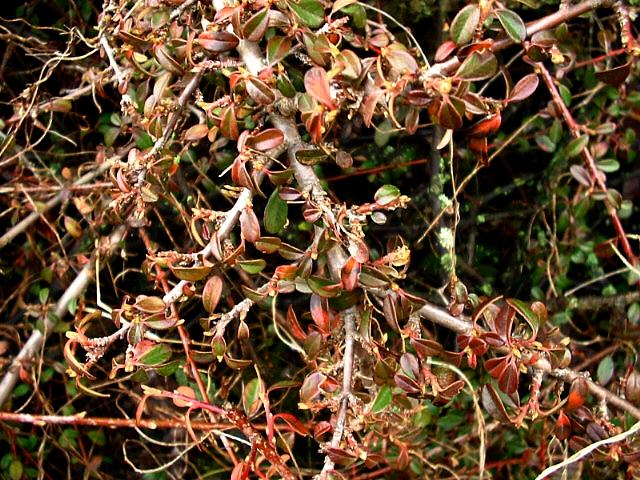 kam se poděla šípková Růženka