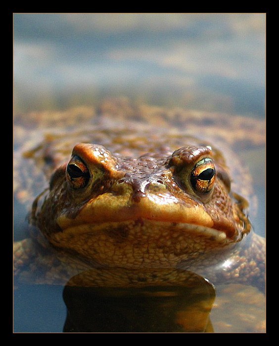 Žába