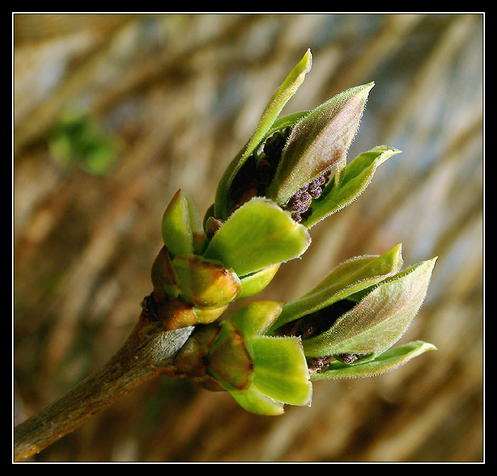 ...i šeřík se připravuje....