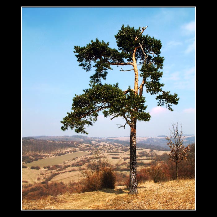 ...borovice...