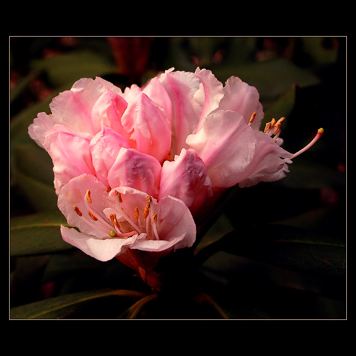 ...rozkvétá mi na zahradě...