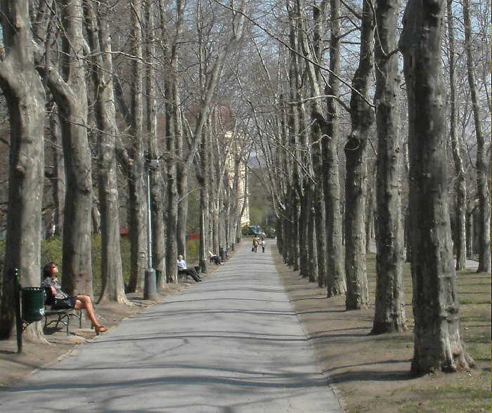 Alej