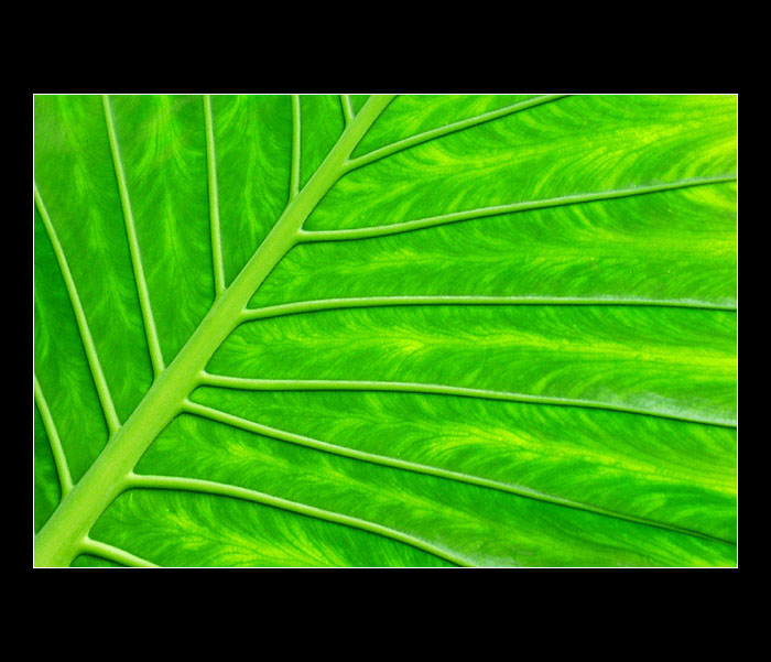 Green dream.......