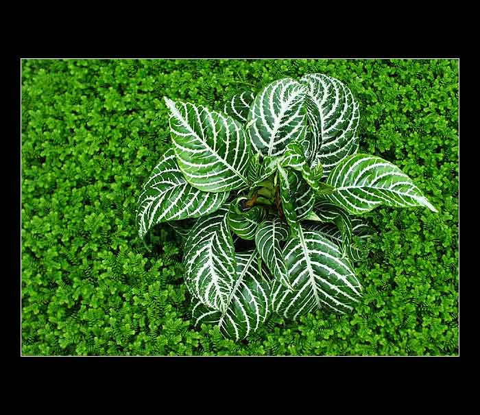 Green dream...... II.