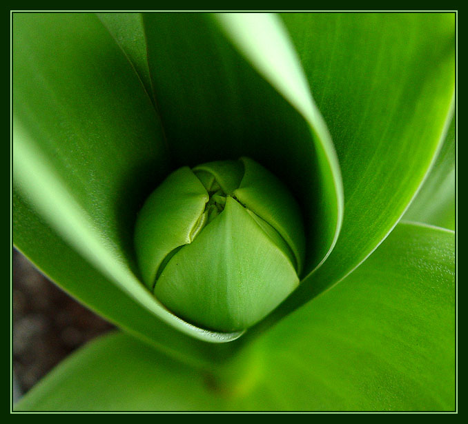 rozvijej se poupatko.....
