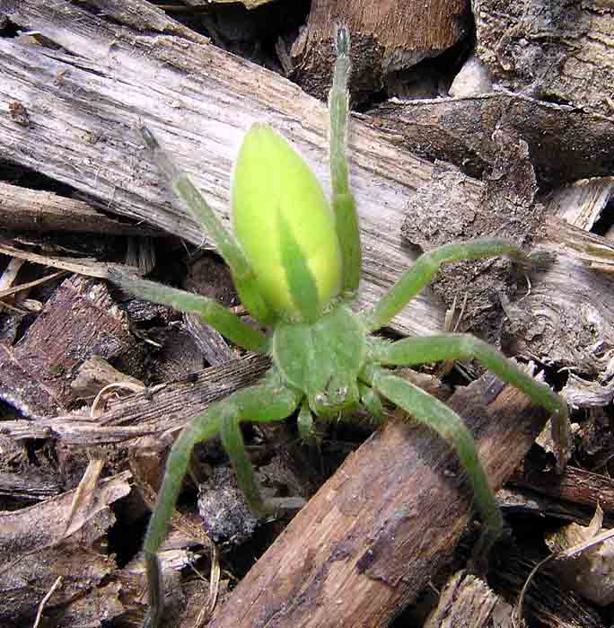 ..:: Green Spider ::..