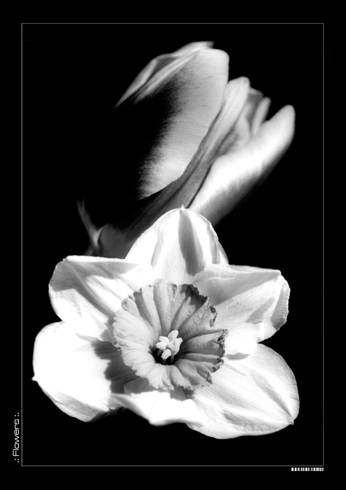 B&W Flowers