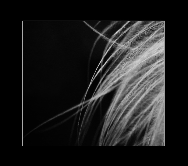 Feathers