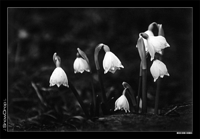 B&W SnowDrops