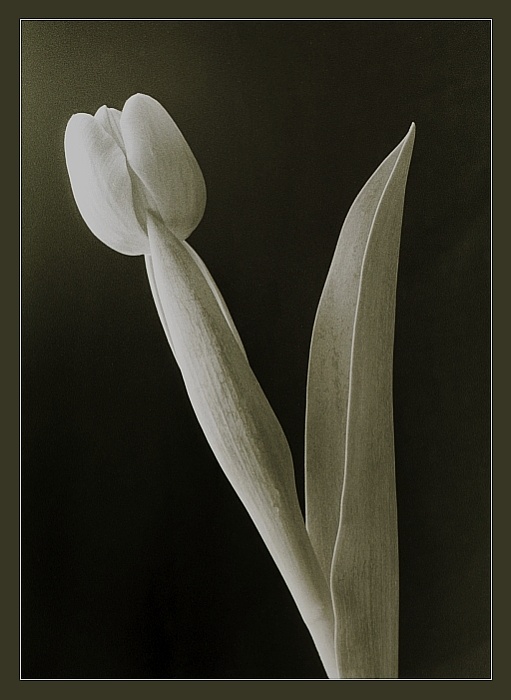 "Los Tulipos"