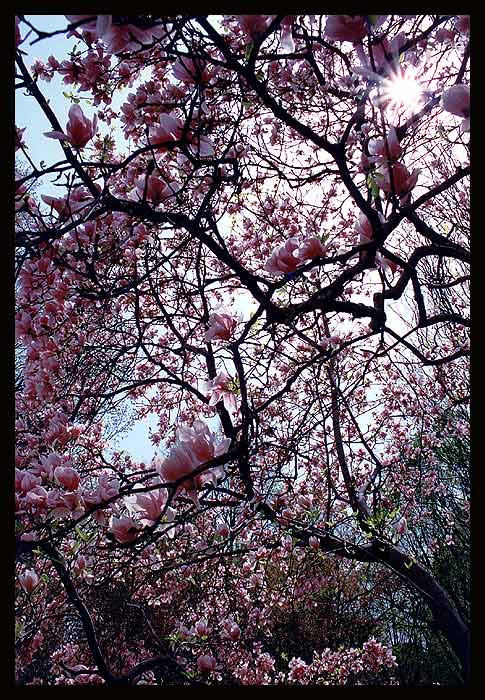 spring