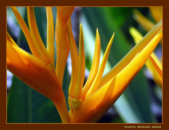 Kytička