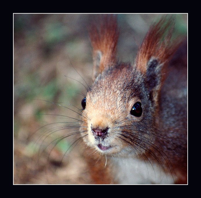 Dáš mi oříšek ?