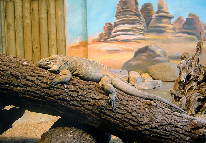 ...Leguan...