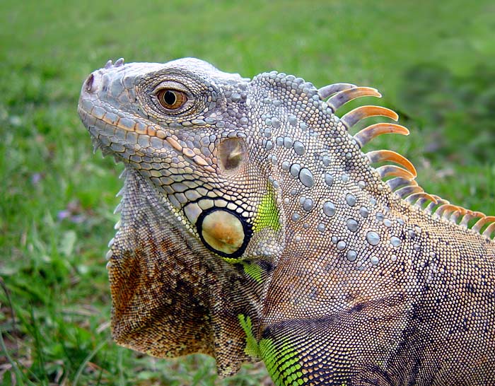 ...Drakův profil...