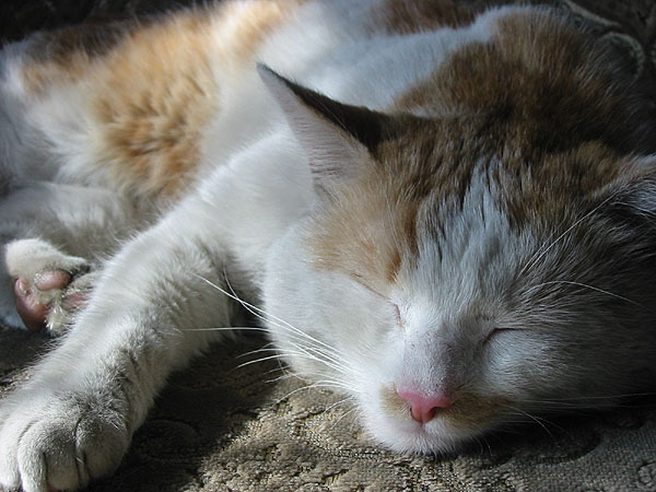 zzz...zzz...