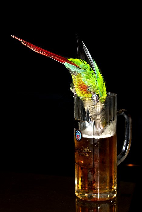 Nacapal jsem ho pri cinu !!!! (spravne vychovanej papuch neboli opilcuv sen)