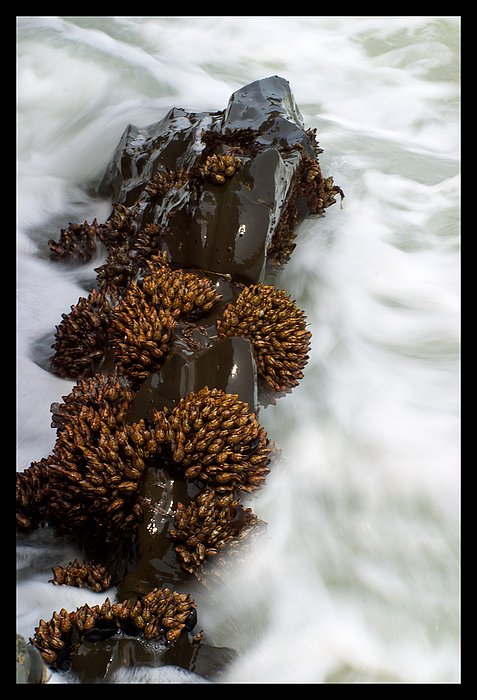 Musle jako naruc plna kvetu