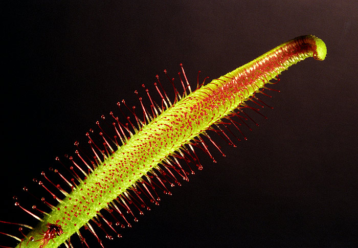 Drosera Capensis I.