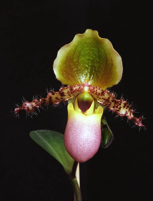 Orchidej