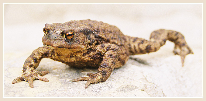 Pražská fauna