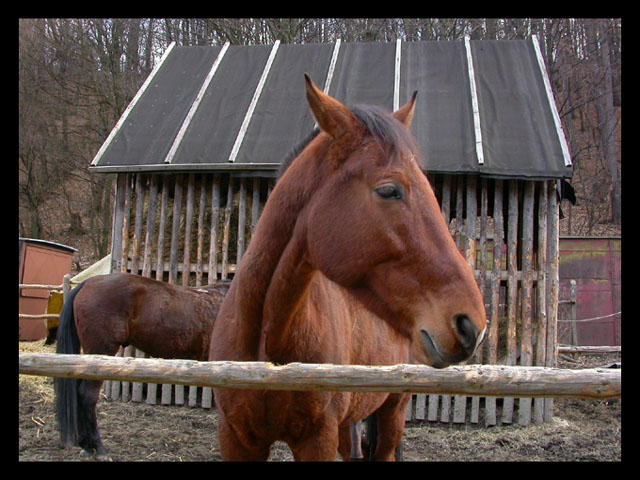 Kone...