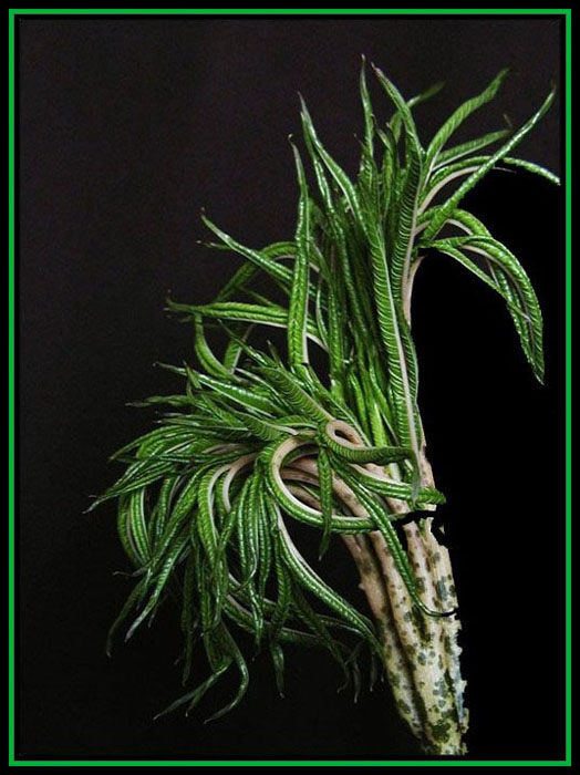 Flora