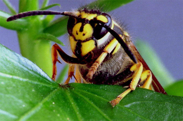 Osa