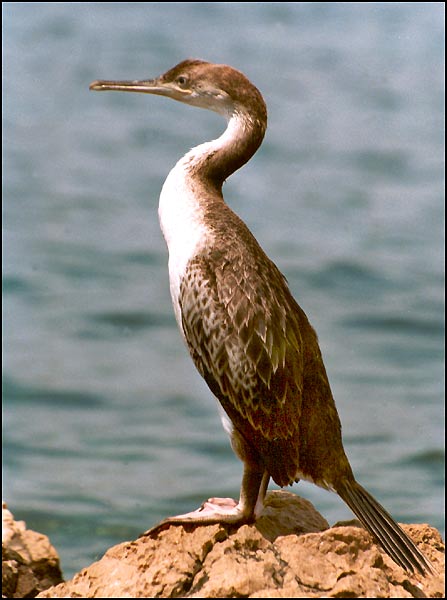 Kormorán