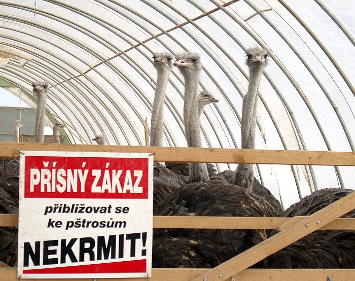 Pštrosí farma