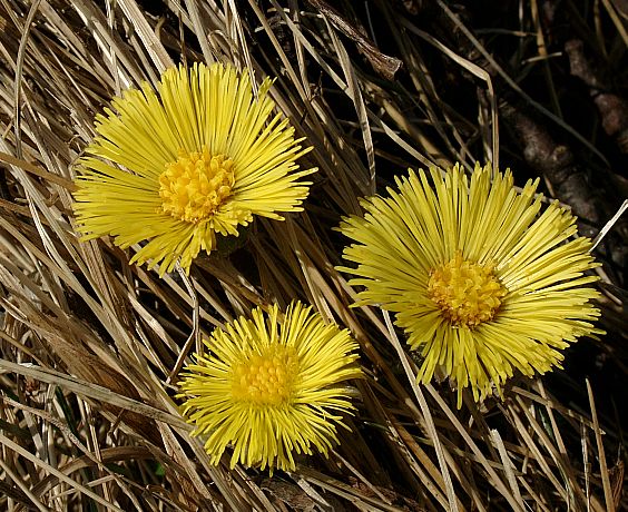 Tussilago farfara