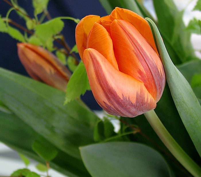 Tulipán