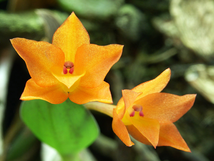 Orchidej