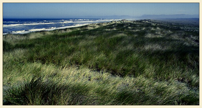 Sea of Green