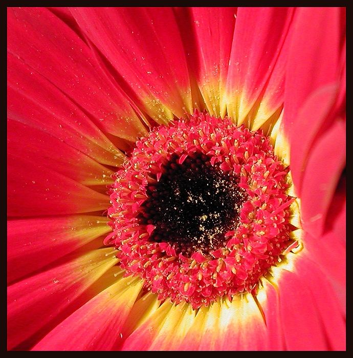 .. gerbera ..