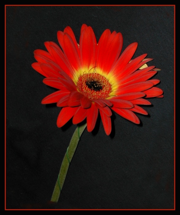 .. srovnaná gerbera ..