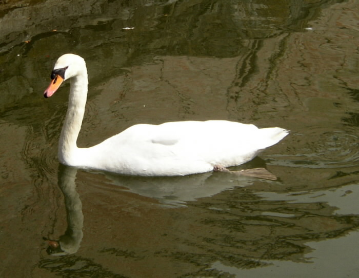 Labuťka