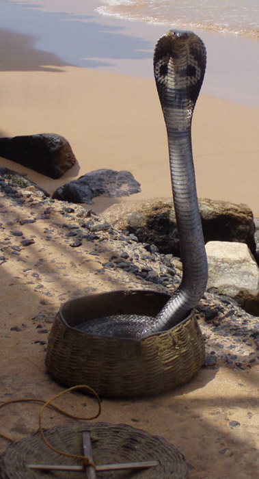 ...sssSSSsss...