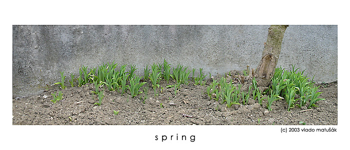 spring