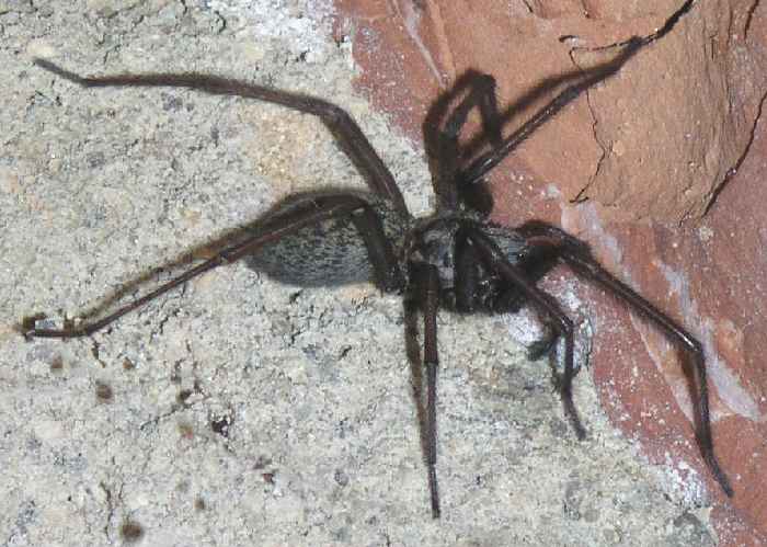 .: arachnophobia :.