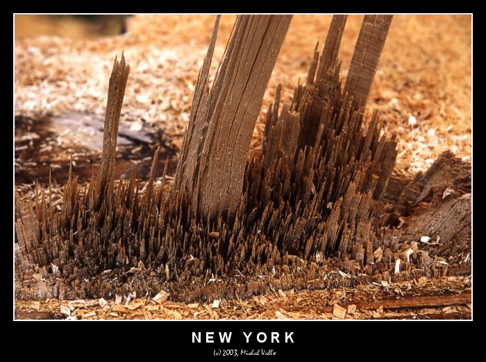 New York, New York .....