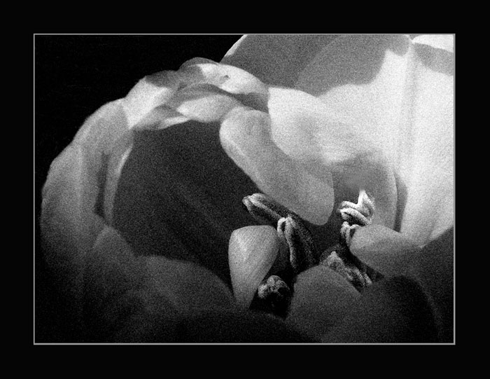 Květina všem ženám na PP,aby je zítra nebolely zadečky