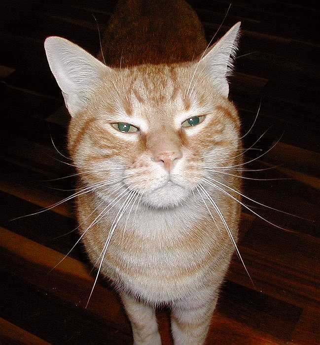 Cat Isidoro