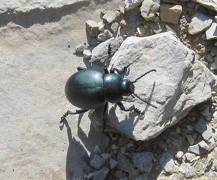 Climbing