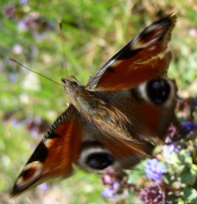 motyl ....