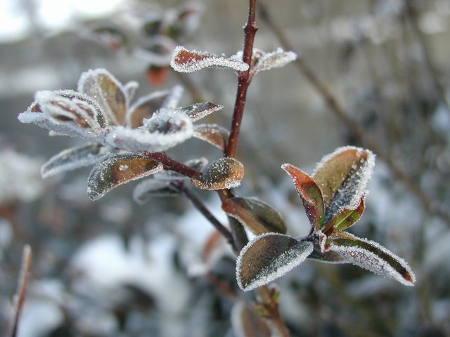 Lístečky v cukru...