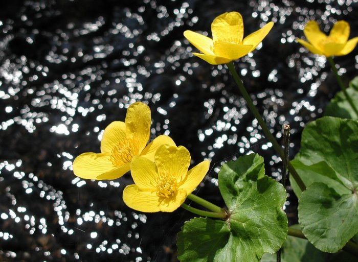 Tajemství potůčku...