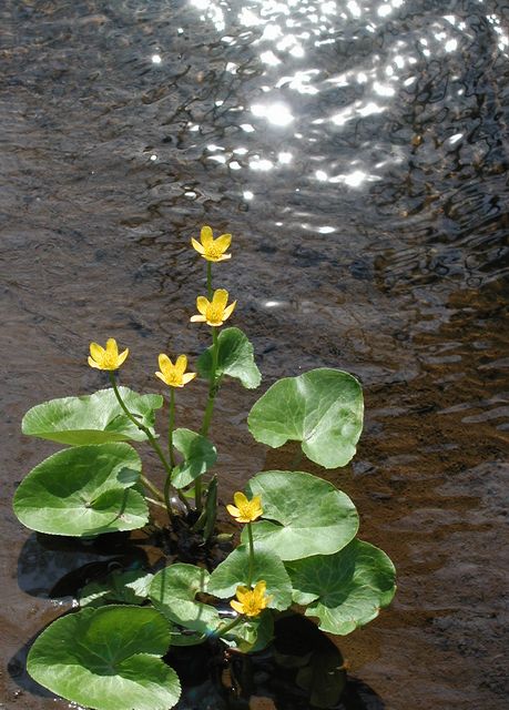 Tajemství potůčku...II