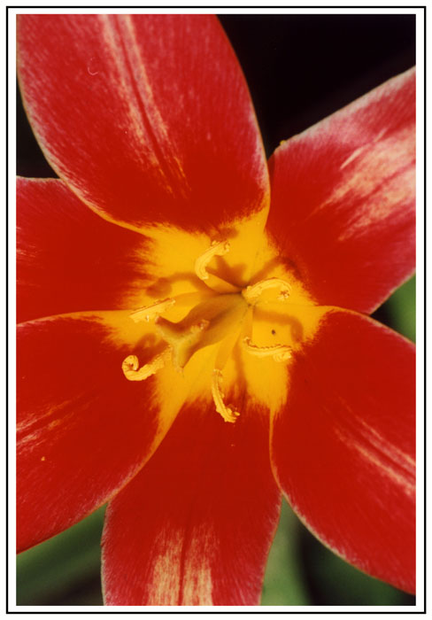 Jarní tulipán