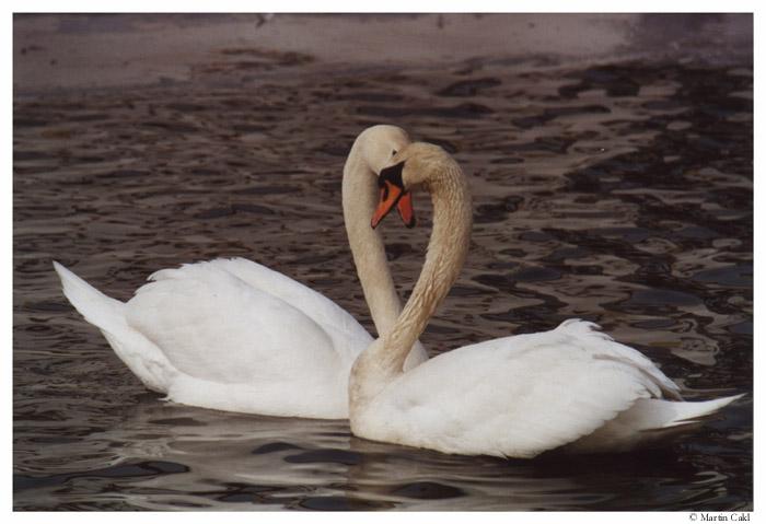 Mámo pojď,půjdem dělat labuťátka..